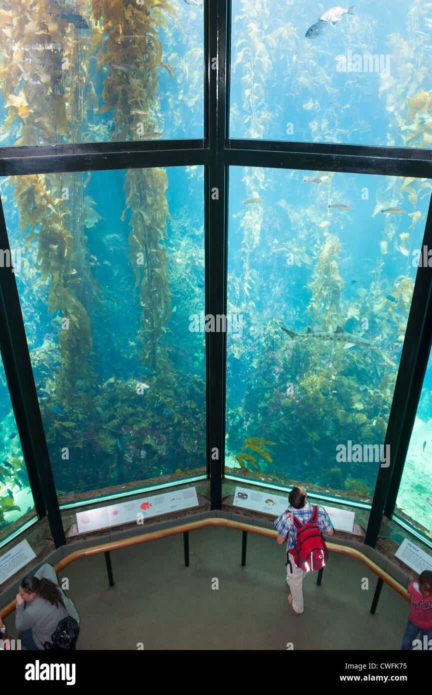 USA Californie CA Monterey Bay Aquarium - Forêt de laminaires pièce Banque D'Images