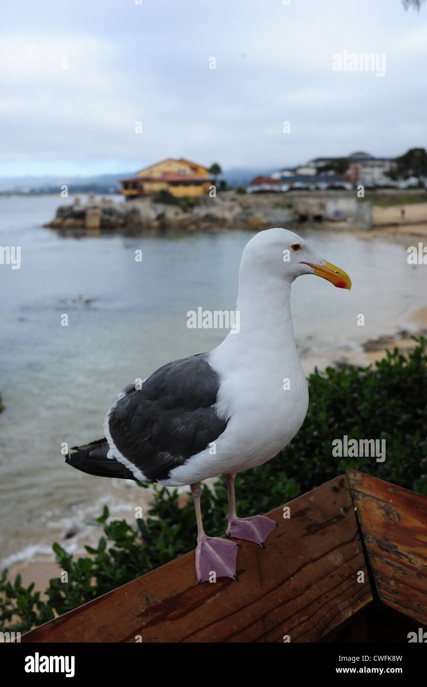 USA Californie CA Monterey Bay close up d'une mouette sur un pont dans Cannery Row Banque D'Images