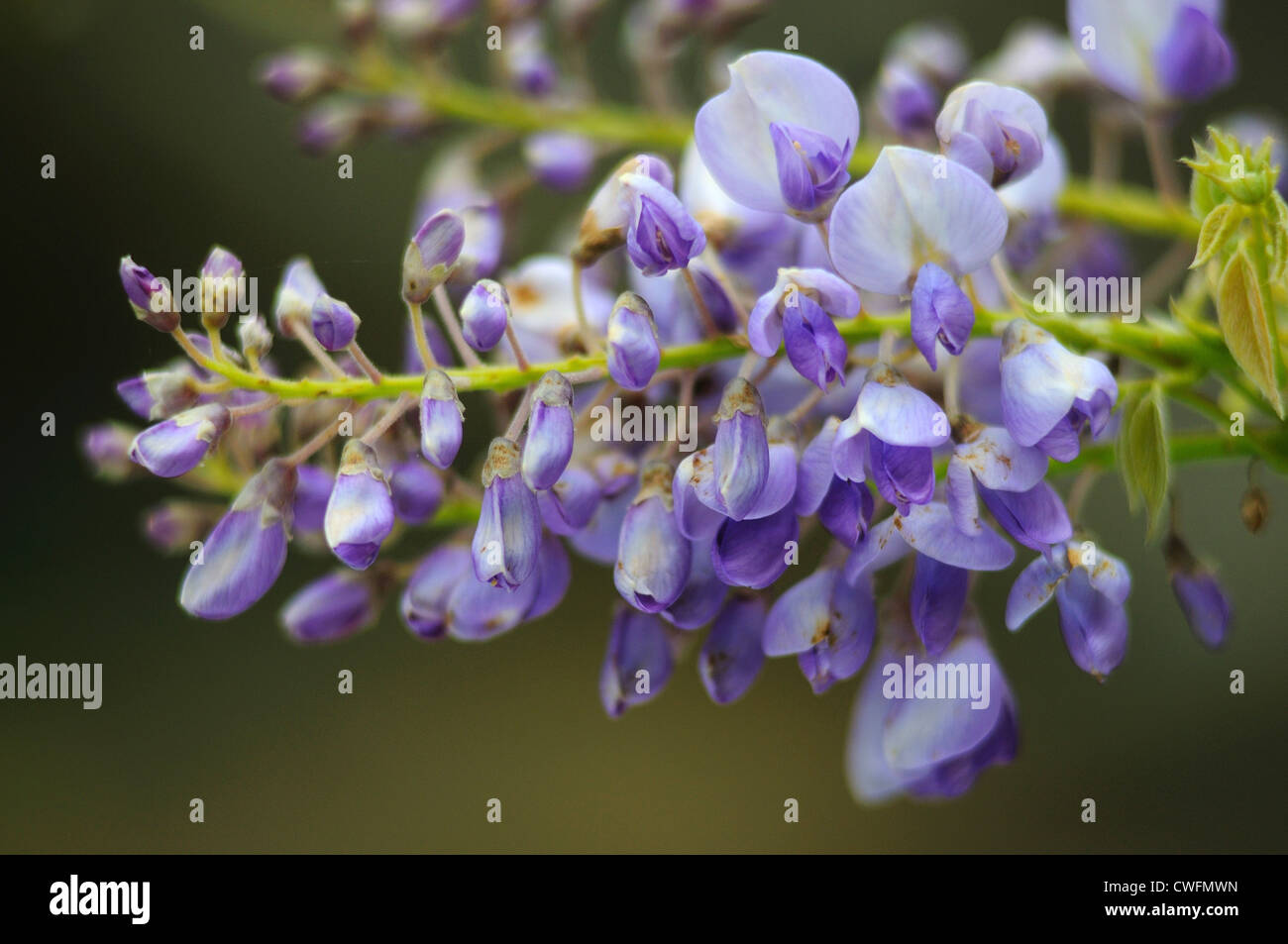 Une belle fleur de glycine UK Banque D'Images