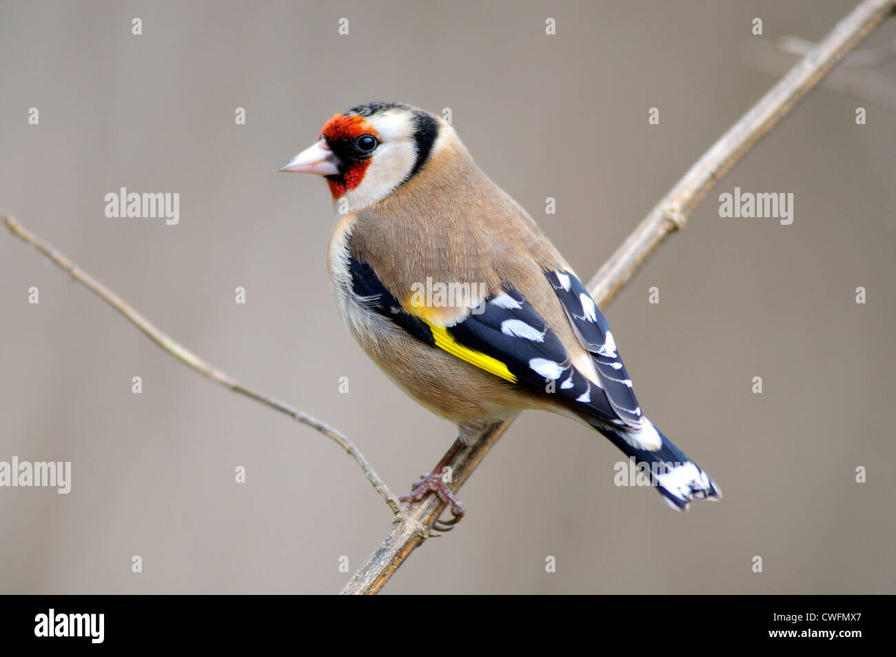 Carduelis chardonneret oiseau mangeur de graines jardin finch Banque D'Images