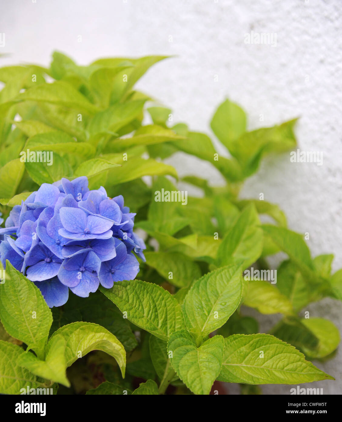 Hortensia bleu contre un mur blanc. Banque D'Images Hortensia bleu contre un mur blanc. Banque D'Images
