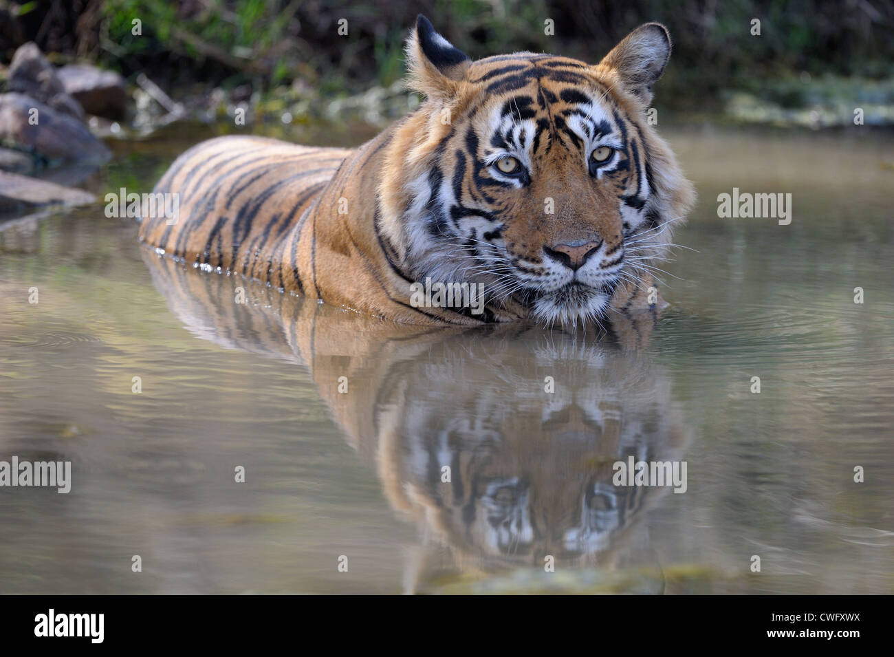 Tigre du Bengale (Panthera tigris tigris) couché avec reflet dans l'eau étang, Ranthambhore national park, Rajastan, Inde. Banque D'Images