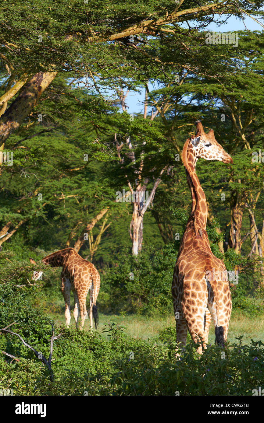 Les Girafes dans fever tree forest Lake Nakuru Banque D'Images