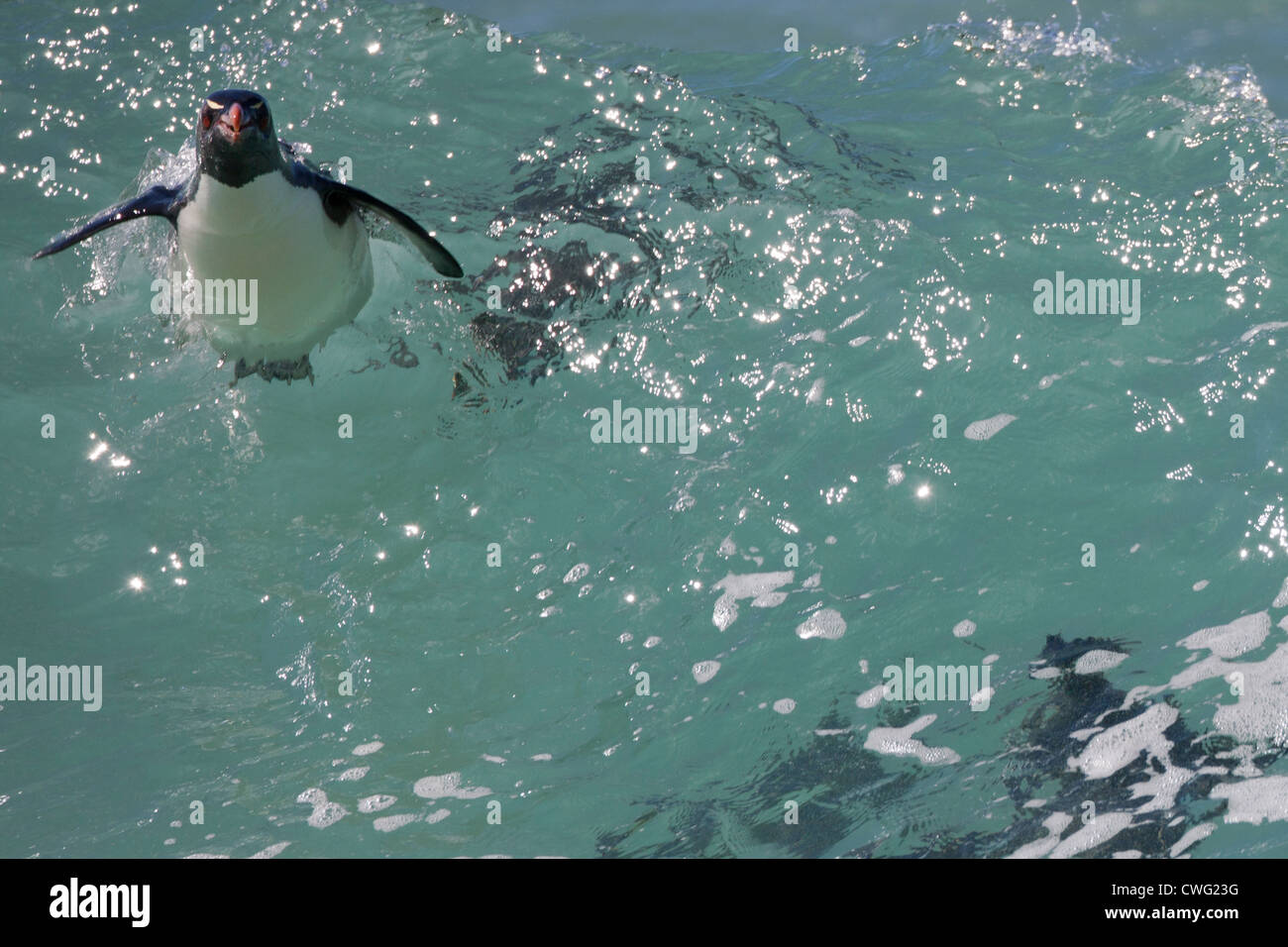 Gorfou sauteur (Eudyptes chrysocome chrysocome Penguin), sous-espèce de l'Ouest, les adultes dans les vagues de tangage Banque D'Images