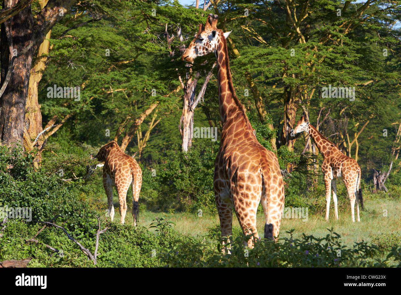 Les Girafes dans fever tree forest Lake Nakuru Banque D'Images