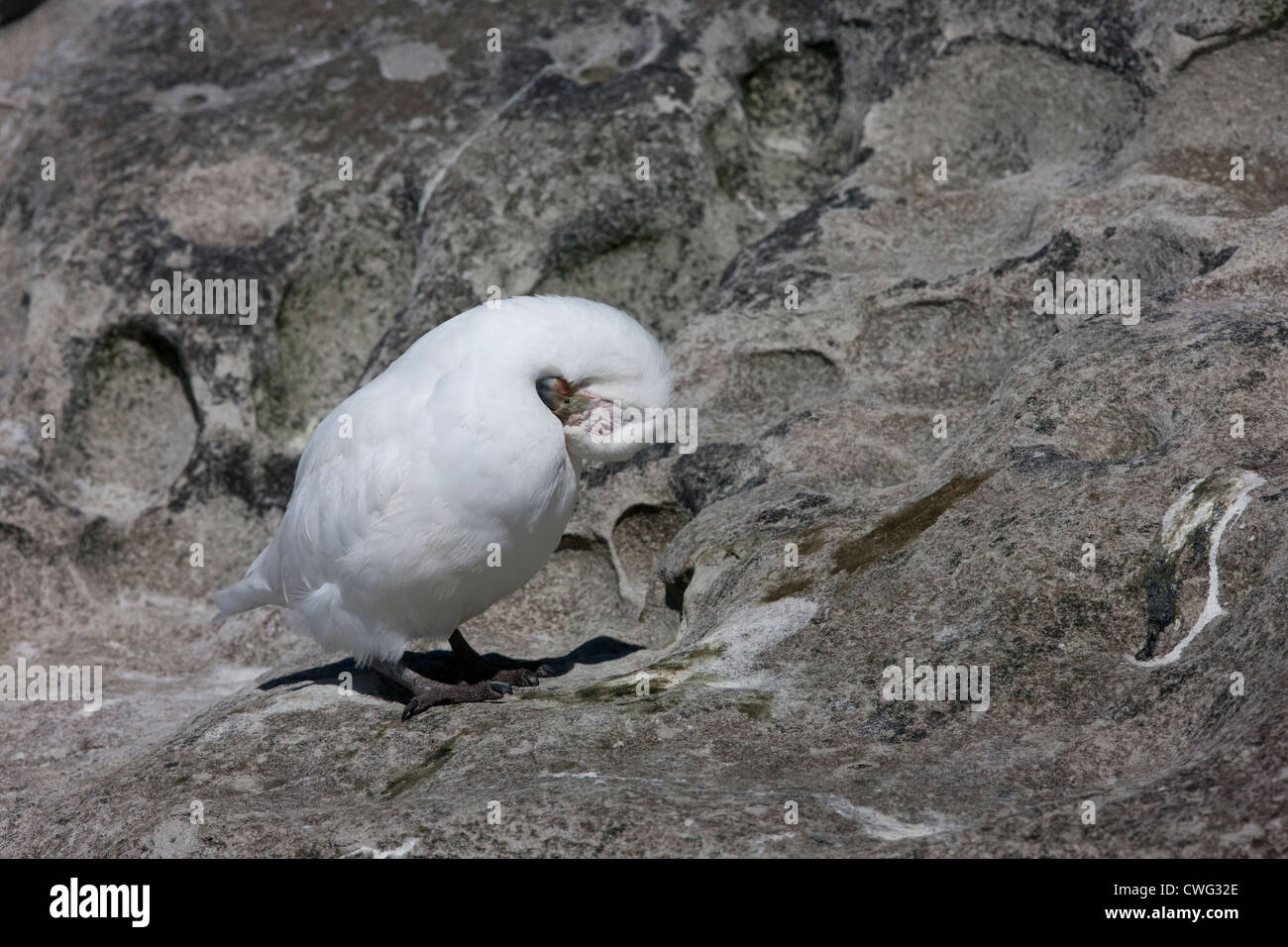 Sheathbill enneigé (Chionis albus) lissage sur Saunders Island dans les Malouines. Banque D'Images