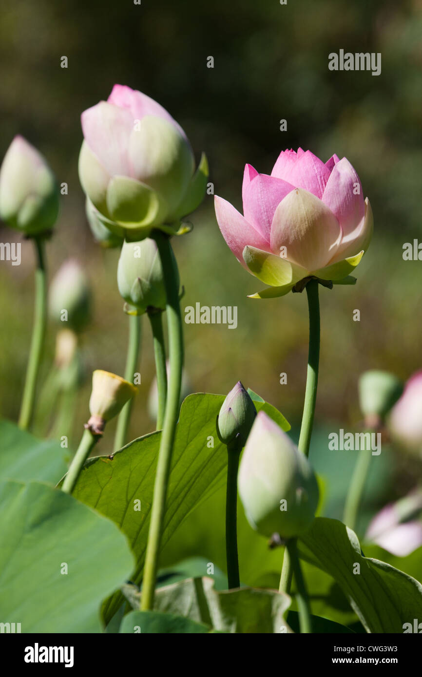 lotus asiatique Banque D'Images