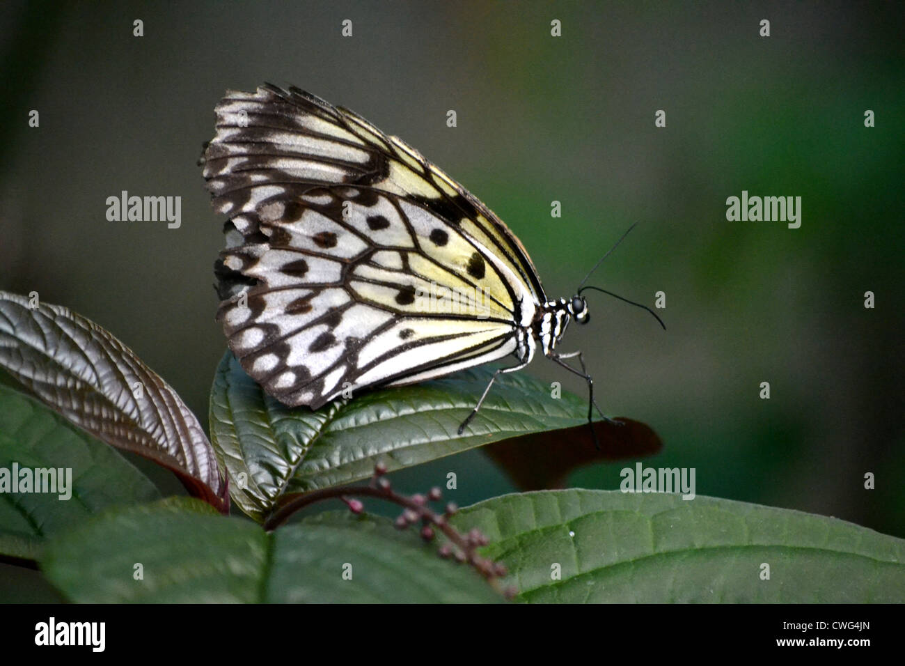Idea leuconoe chersonesia (Palétuvier) Nymphe Butterfly Banque D'Images