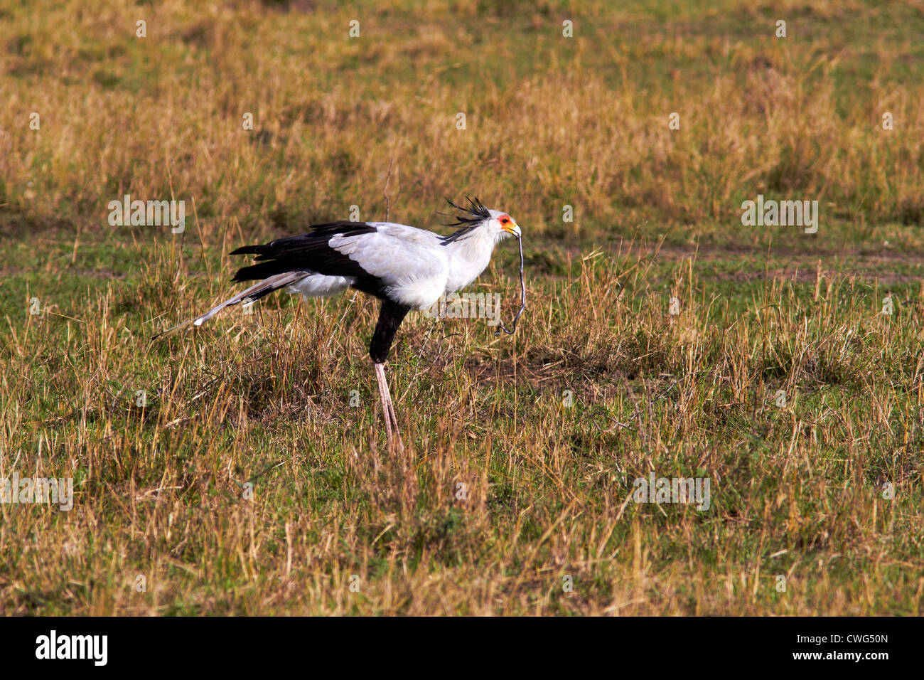 La capture d'oiseaux secrétaire un serpent Banque D'Images