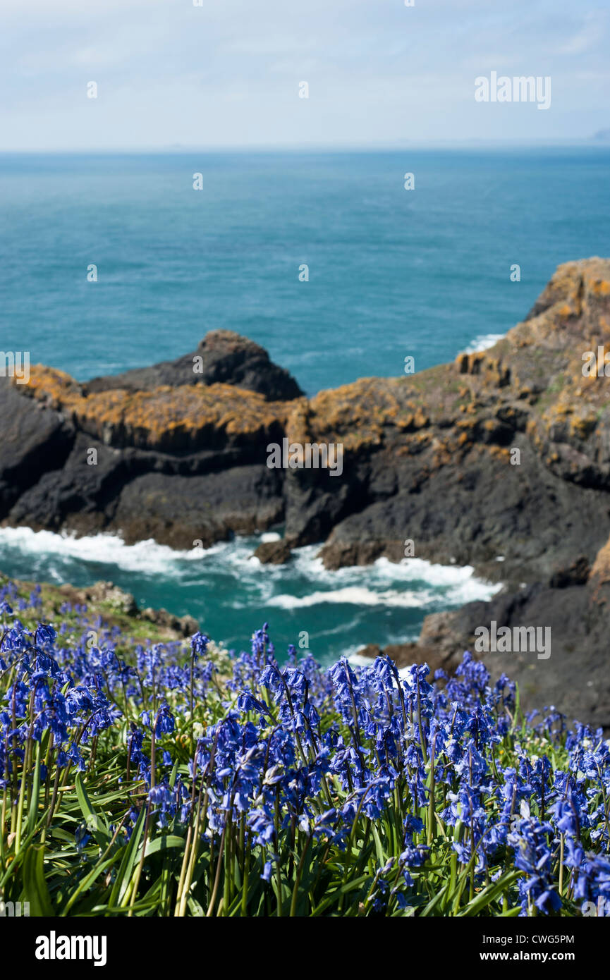 English Bluebells, Hyacinthoides non scripta, Bull, trou de Skomer Island, dans le sud du Pays de Galles, Royaume-Uni Banque D'Images