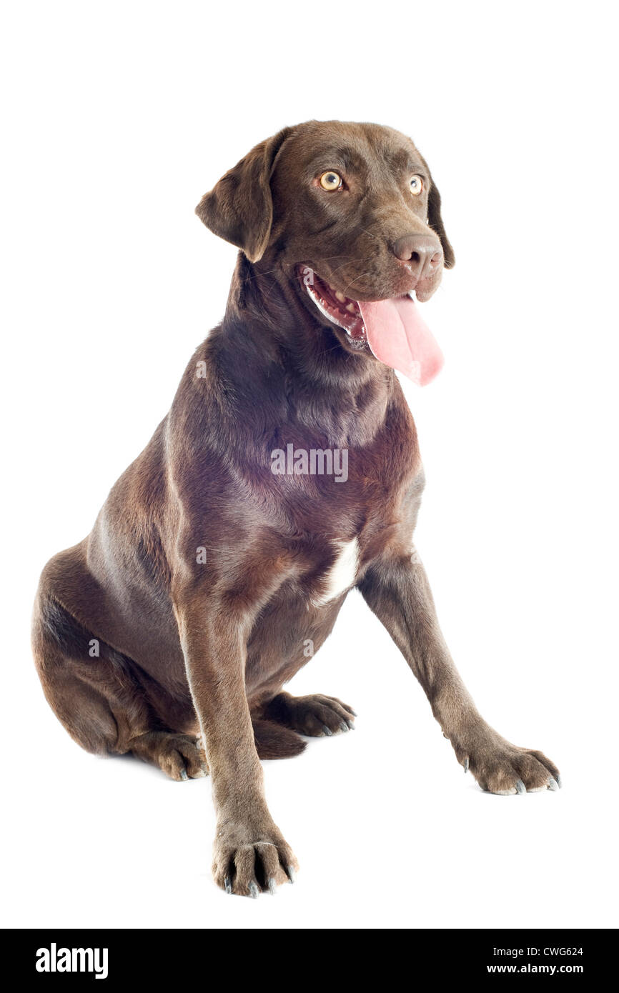 Labrador retriever race in front of white background Banque D'Images Labrador retriever race in front of white background Banque D'Images