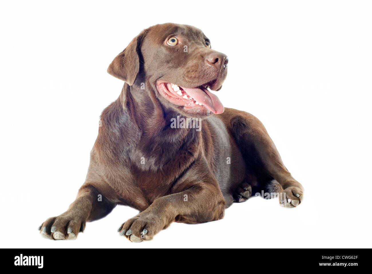 Labrador retriever race in front of white background Banque D'Images Labrador retriever race in front of white background Banque D'Images