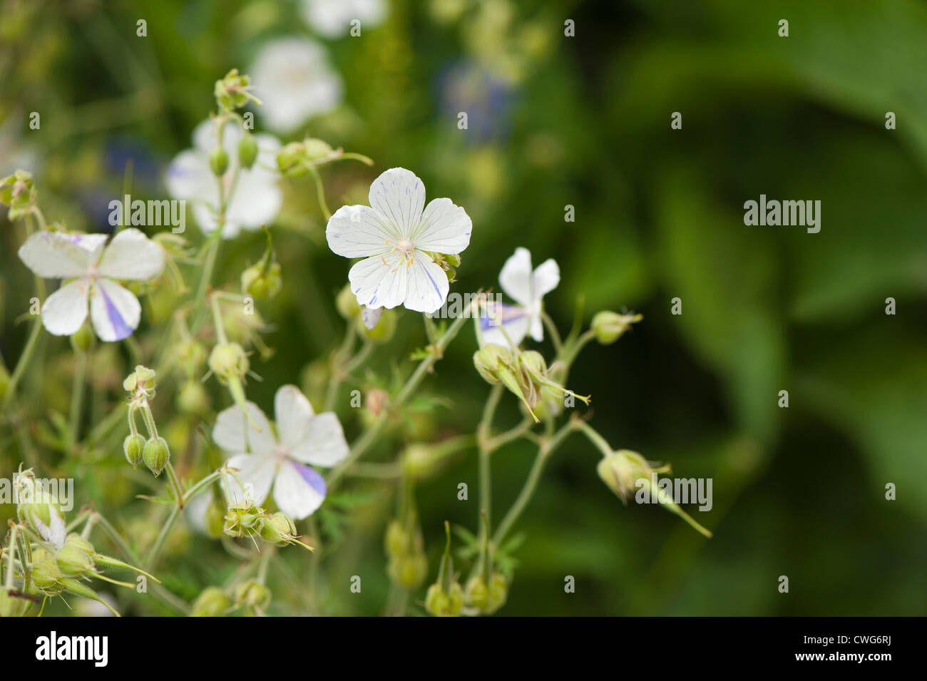 Geranium pratense 'Striatum' ou 'Splish Splash', géranium sanguin Banque D'Images