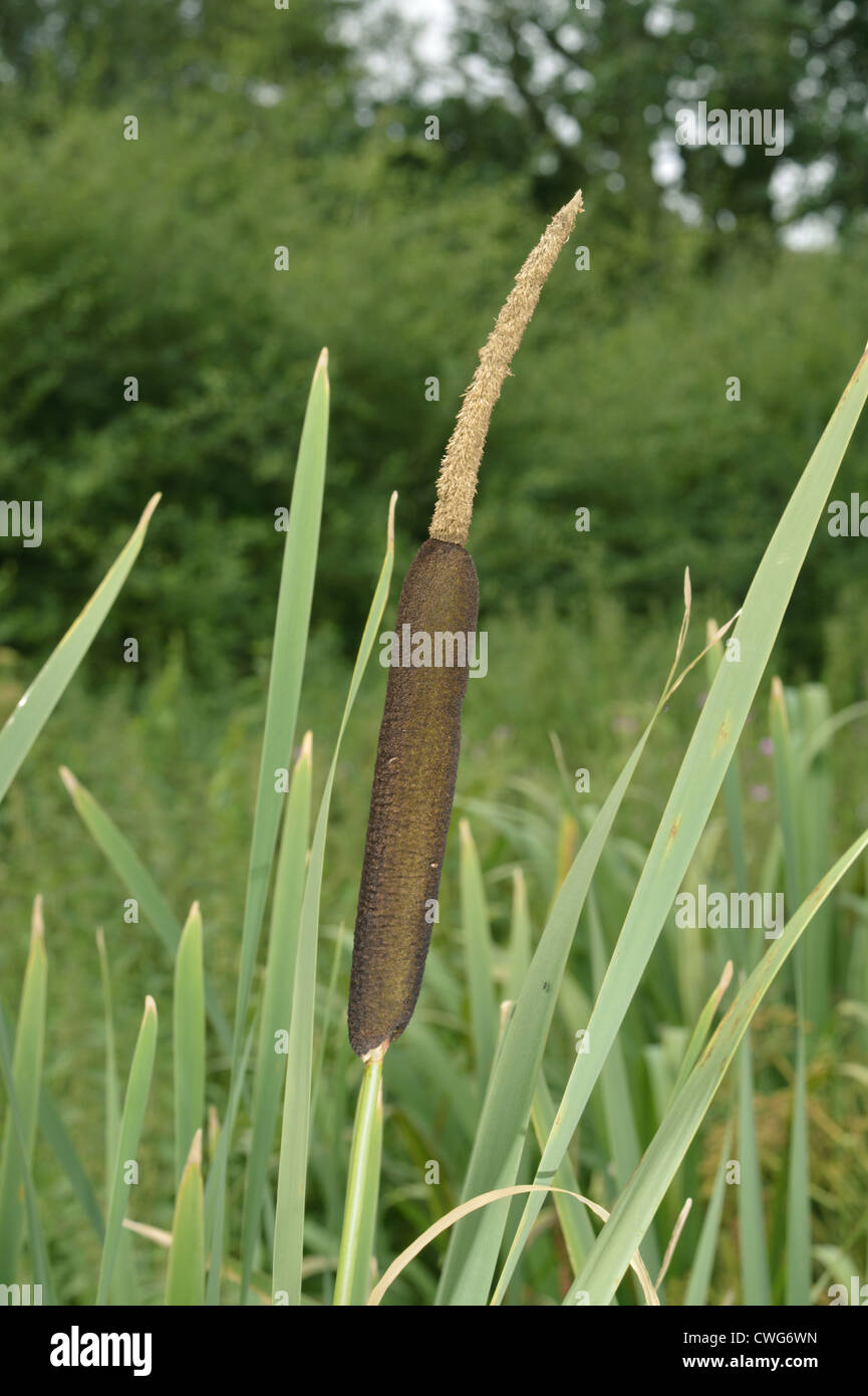 Roseaux Typha latifolia (Typhaceae) Banque D'Images