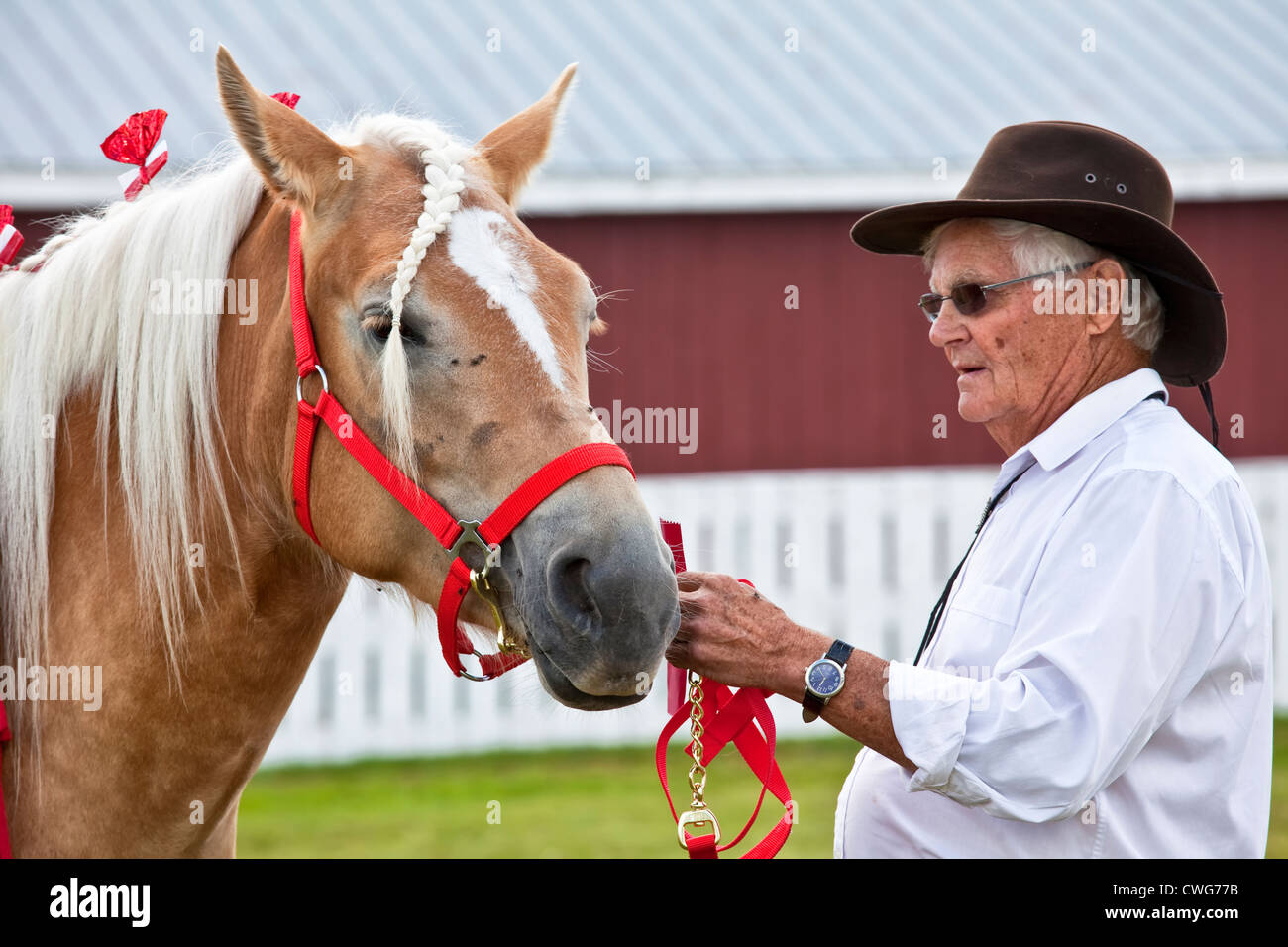 Chevaux de spectacle au provincial de labour et Parade & Foire Agricole, Dundas, Î. Banque D'Images