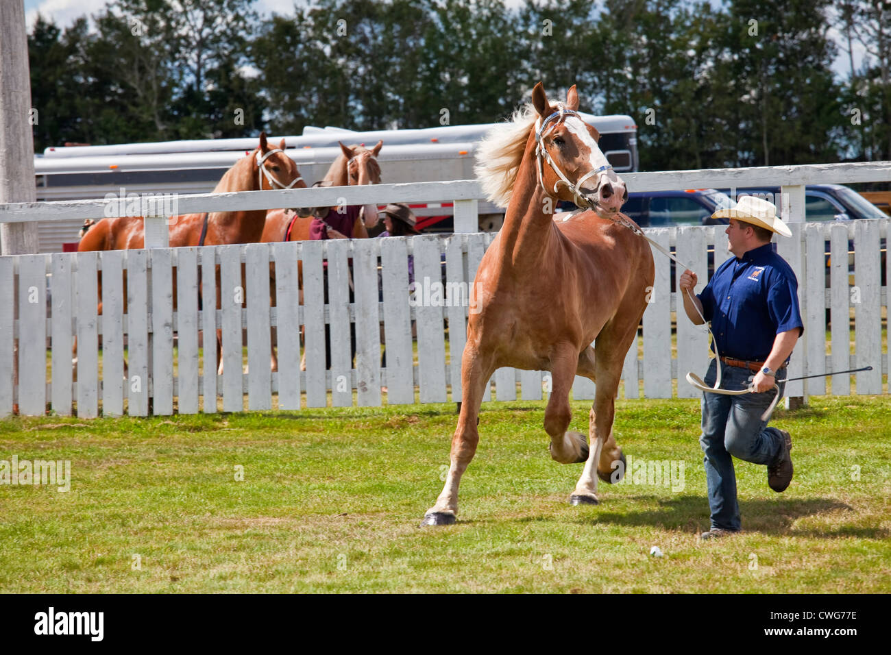 Chevaux de spectacle au provincial de labour et Parade & Foire Agricole, Dundas, Î. Banque D'Images