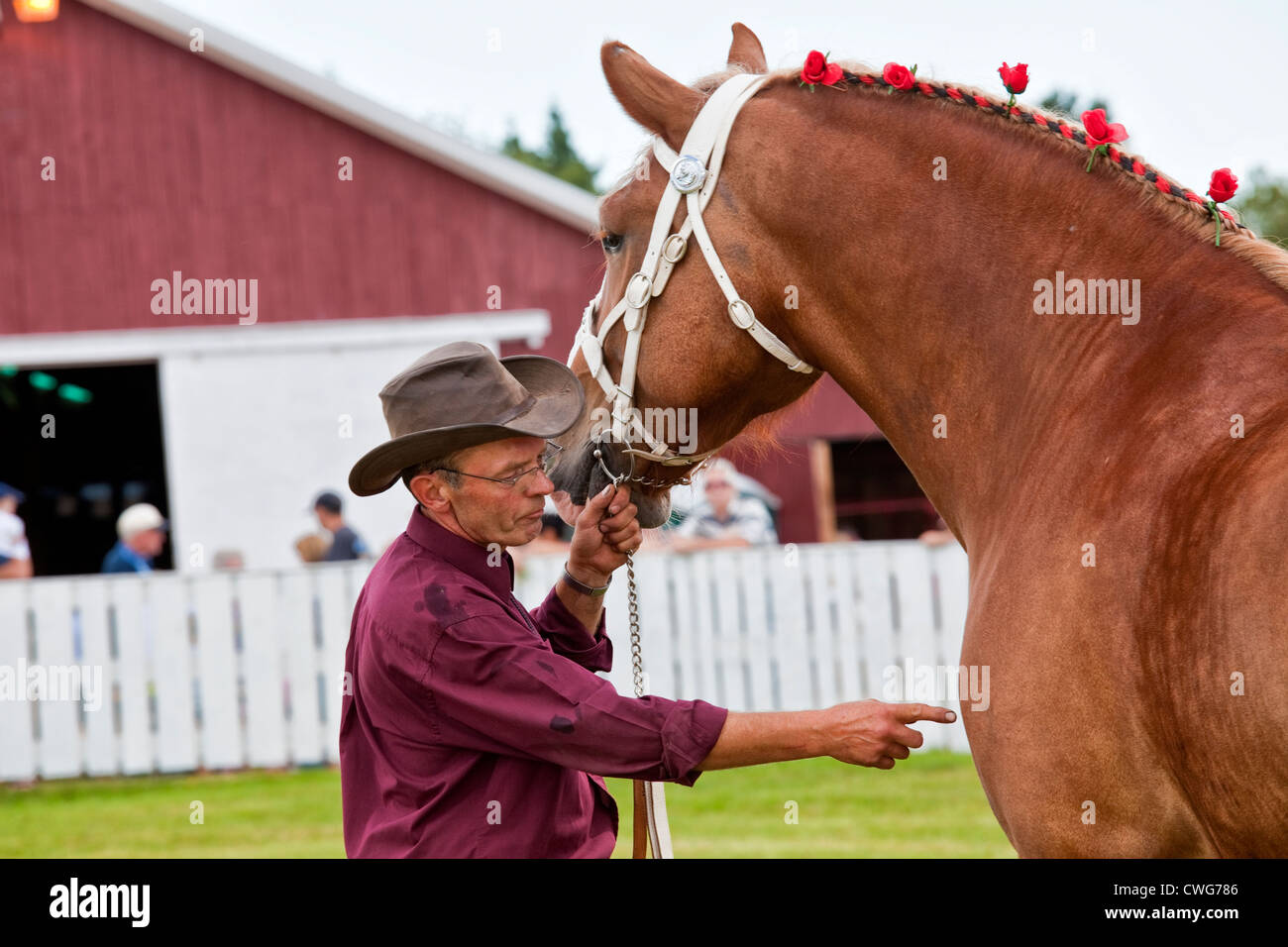 Chevaux de spectacle au provincial de labour et Parade & Foire Agricole, Dundas, Î. Banque D'Images