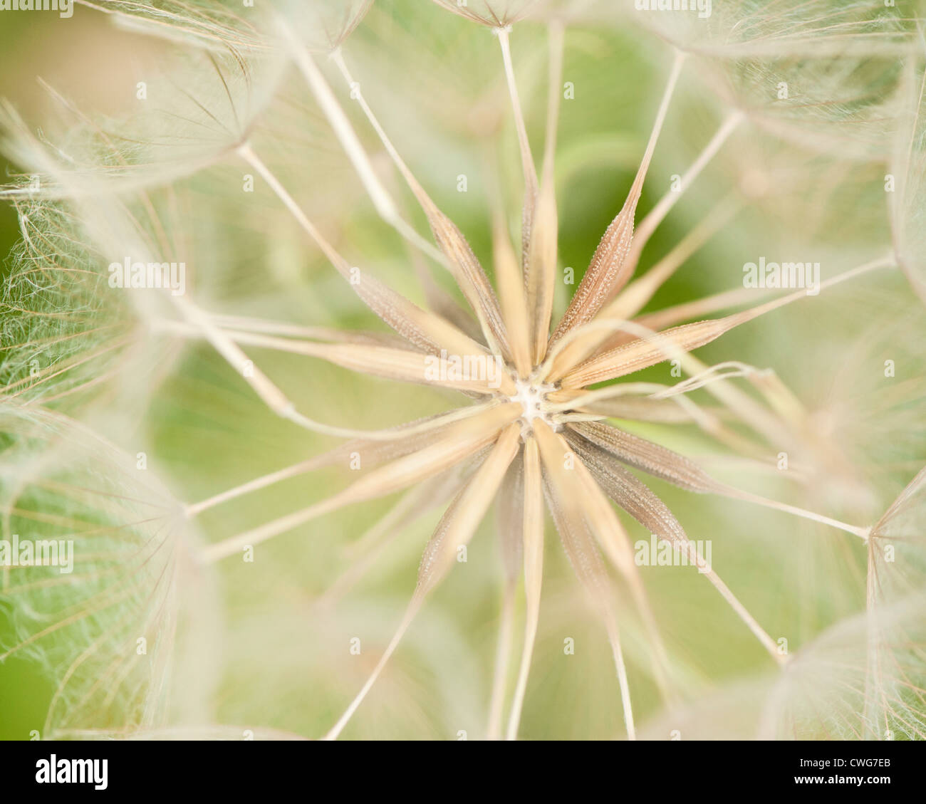 Barbe de chèvre-réveil, Tragopogon pratensis Banque D'Images