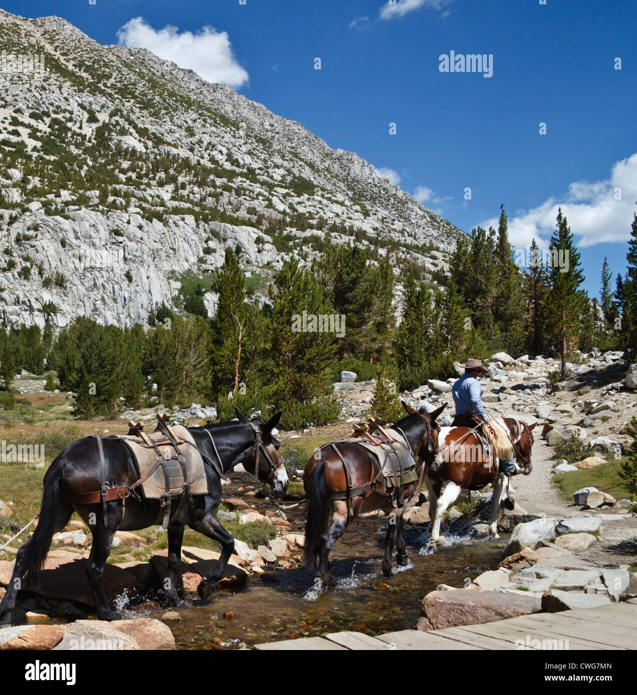 Coureur de Rock Creek Pack Station mène mules en petits lacs Valley retour à l'équitation Banque D'Images