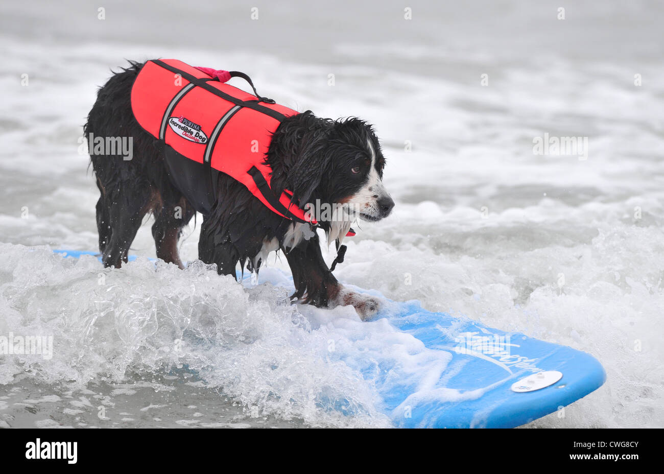 Chien de surf Banque D'Images