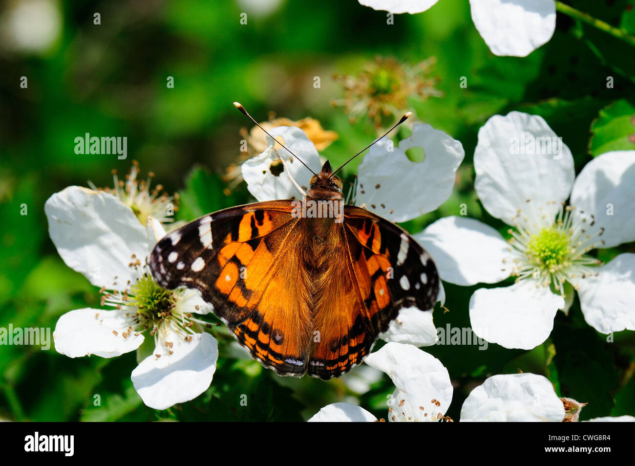 American Lady butterfly Banque D'Images