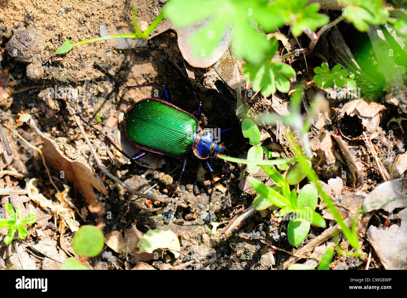 Metallic green beetle Banque de photographies et d’images à haute — free download