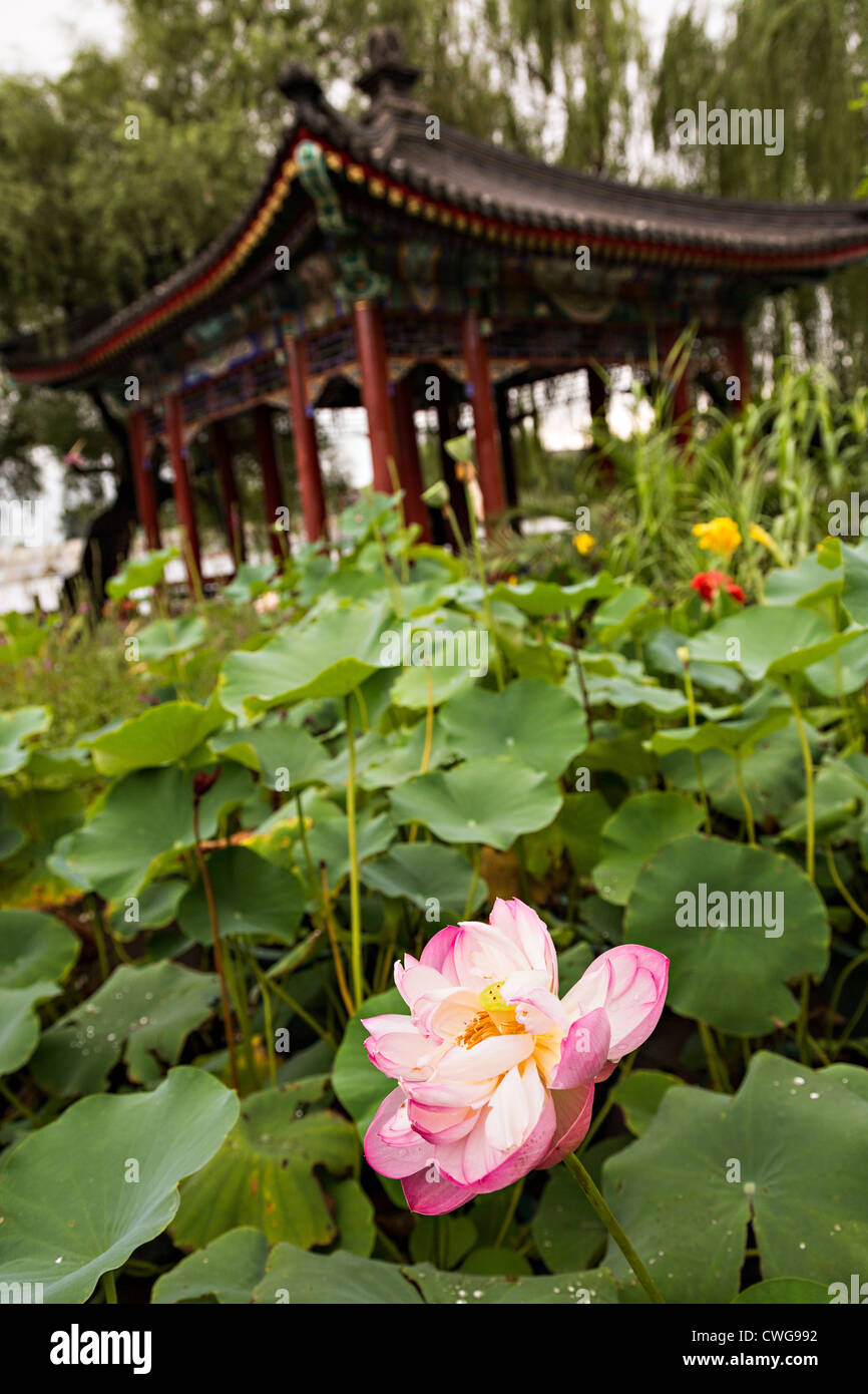 Des fleurs de lotus en face d'un pavillon de style chinois dans le parc Beihai à Pékin, Chine Banque D'Images
