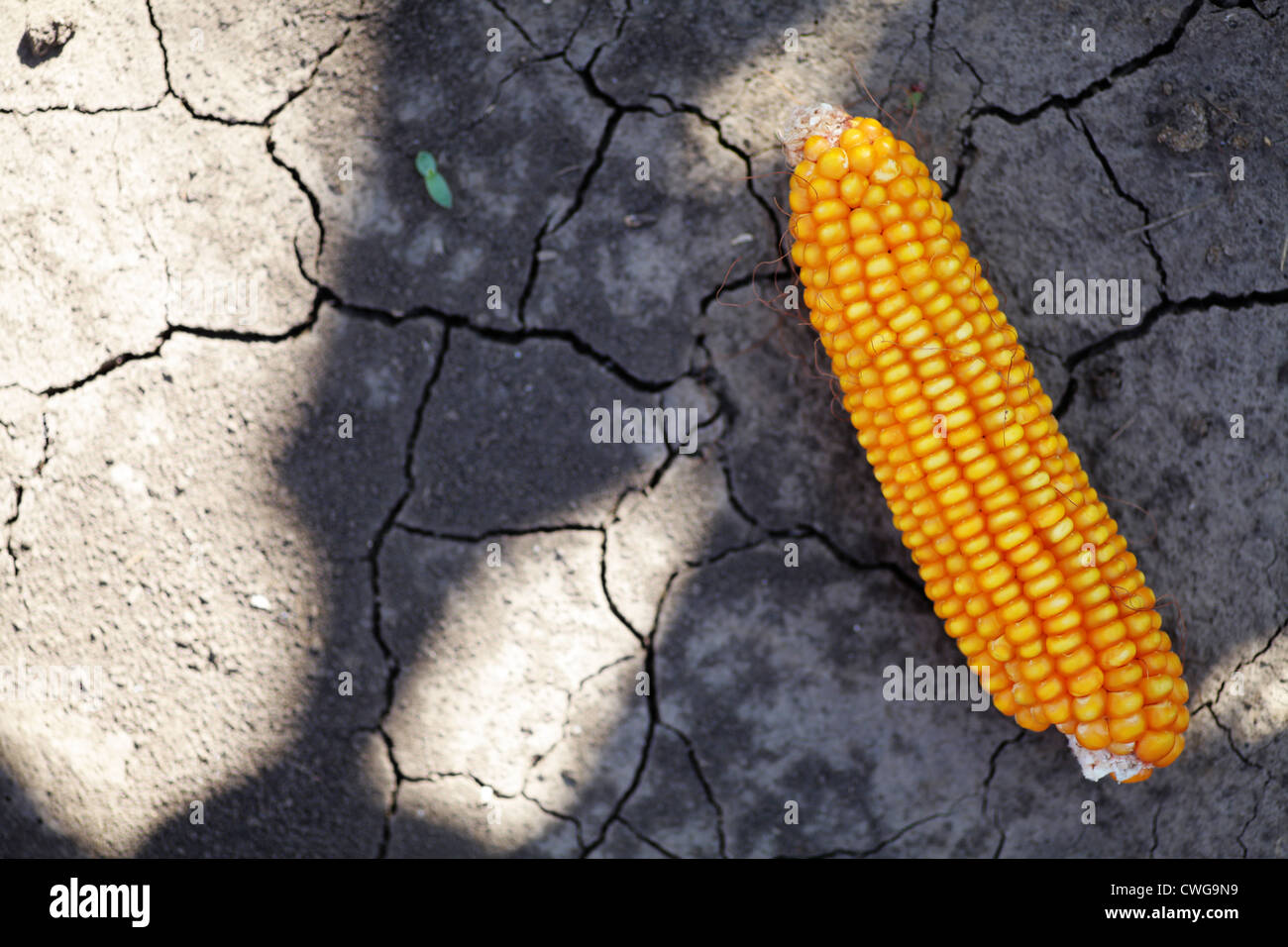 Le maïs qui est représenté sur une terre craquelée à sec Banque D'Images