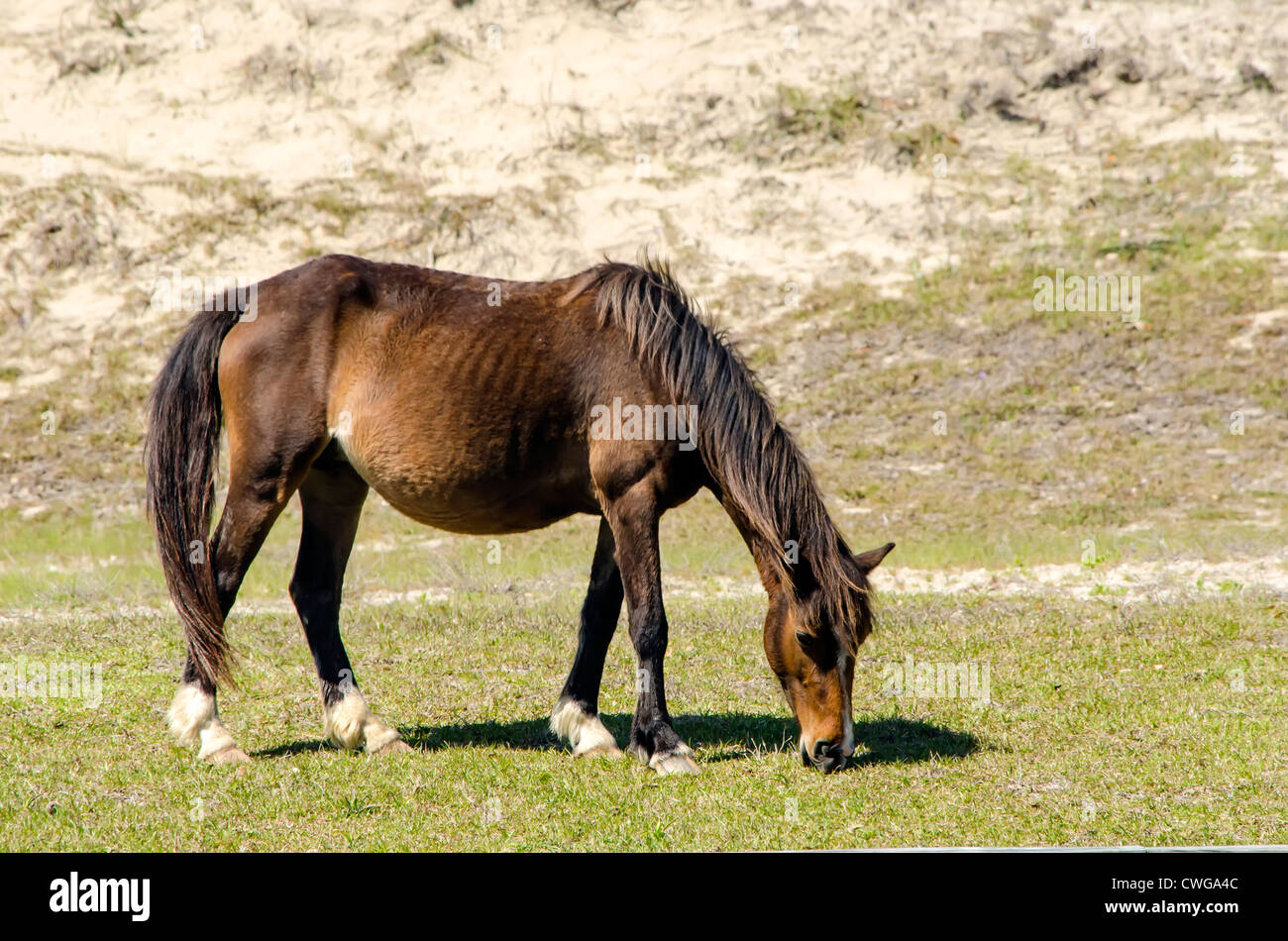 Sur l'herbe de pâturage de chevaux sauvages Currituck County sur Outer Banks de Caroline du Nord Banque D'Images
