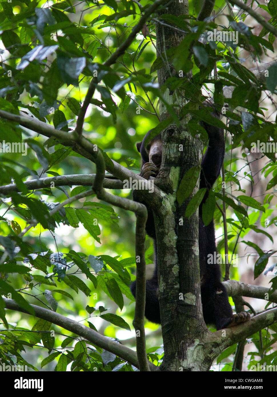 Helarctos malayanus, ours, Centre de conservation des ours malais, Sabah, Malaisie Banque D'Images