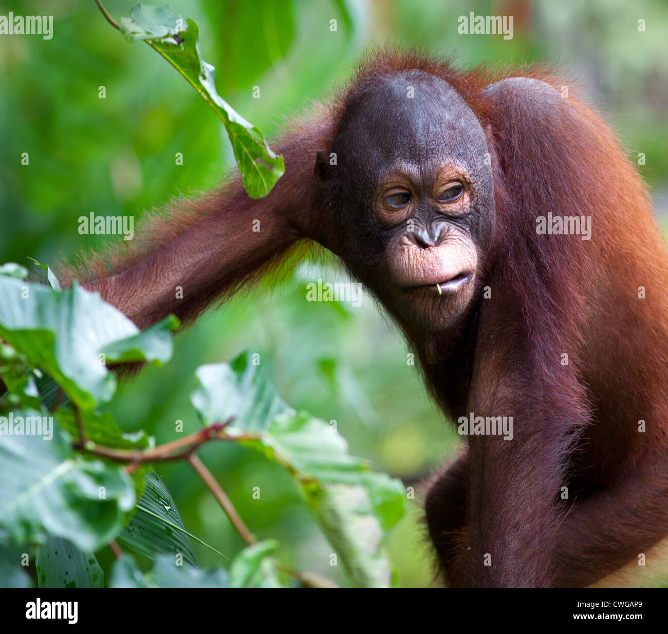 Les jeunes orang-outan, Pongo pygmaeus, Sabah, Malaisie Banque D'Images