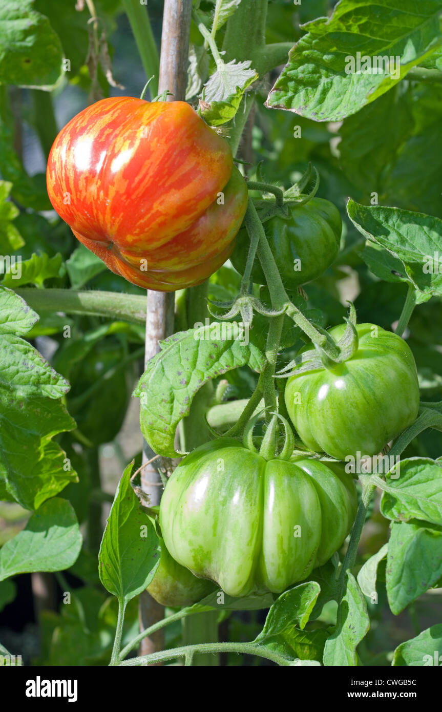 L'ameneur à rayures sur le mûrissement des tomates en vigne serre jardin, Cumbria, Angleterre, Royaume-Uni Banque D'Images