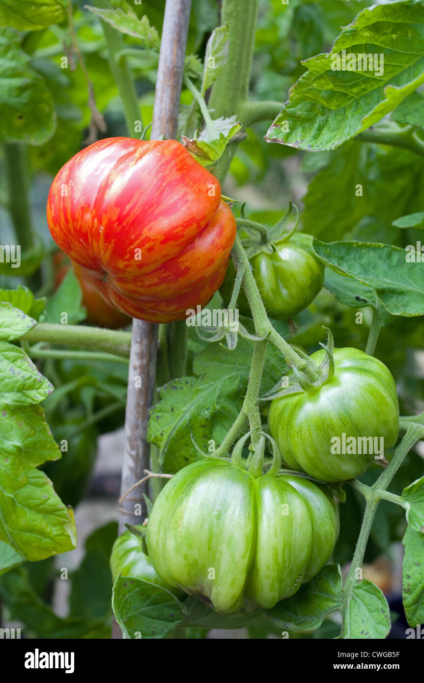 L'ameneur à rayures sur le mûrissement des tomates en vigne serre jardin, Cumbria, Angleterre, Royaume-Uni Banque D'Images