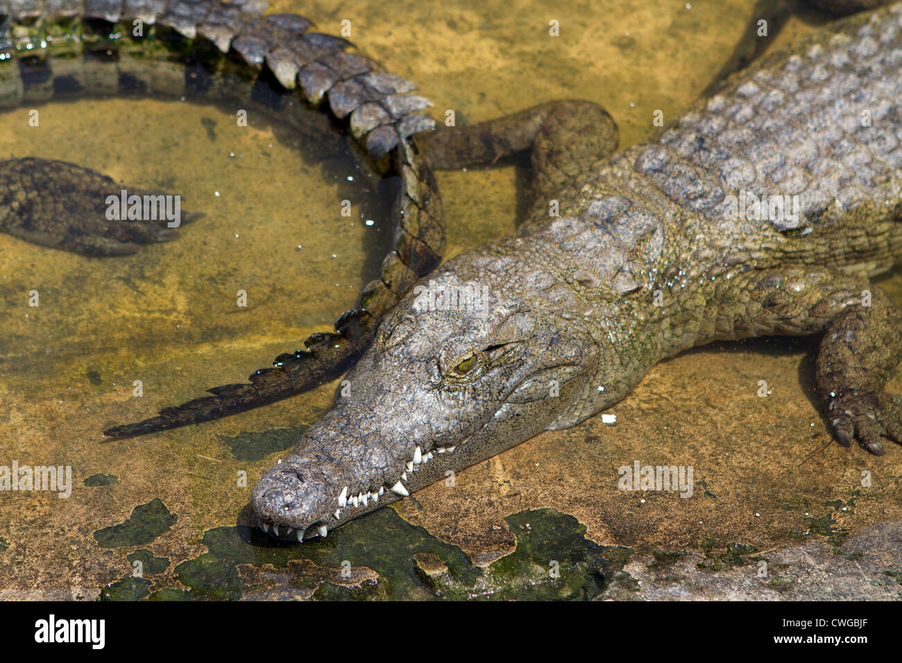 Le crocodile du Nil (Crocodylus niloticus) dans la ferme aux crocodiles, Bagamoyo, Tanzanie Banque D'Images