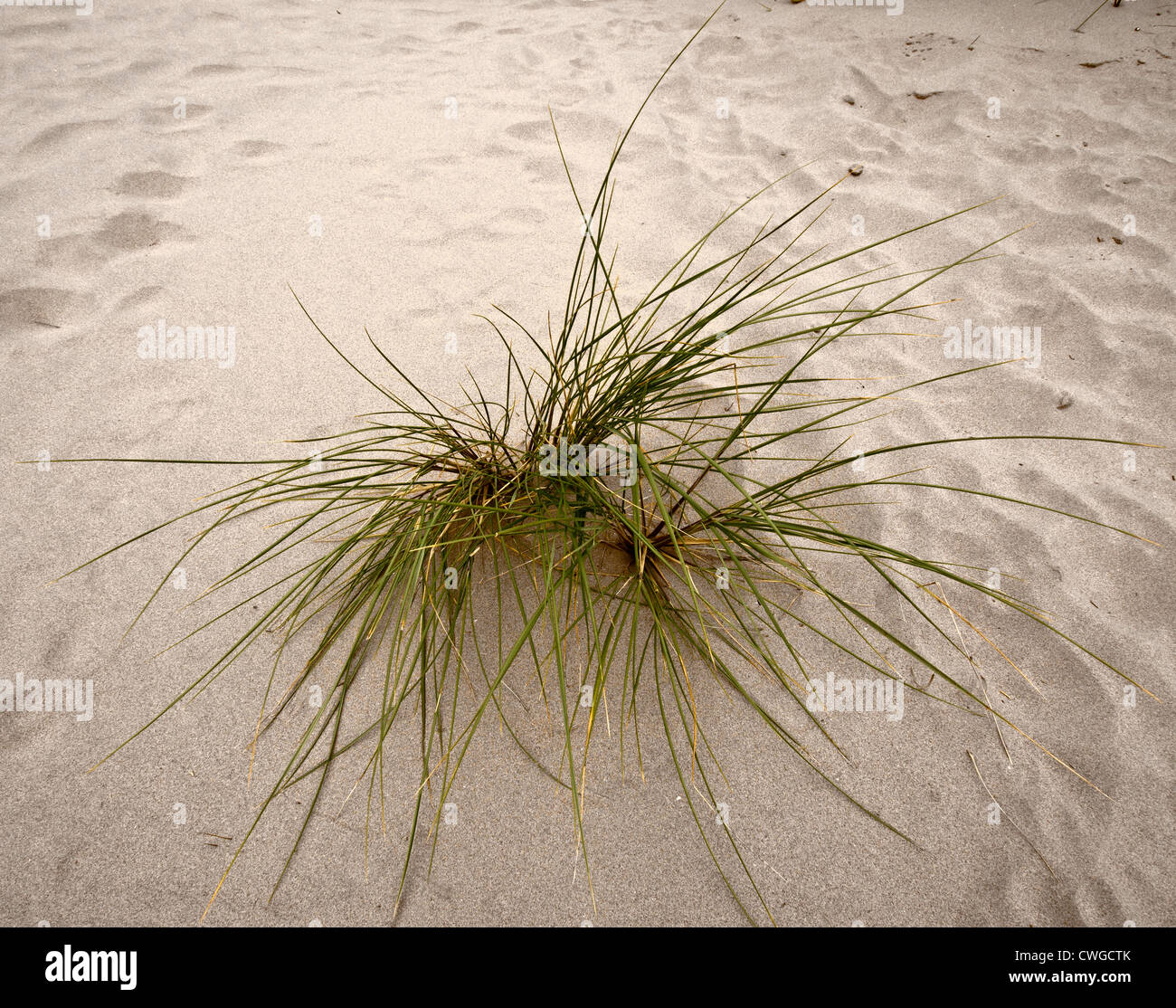 Touffe d'herbe en solo sur de plus en plus Fornby beach Banque D'Images