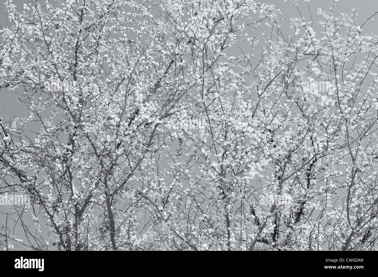 Palo Verde Mesquite tree dans summer breeze vent Banque D'Images