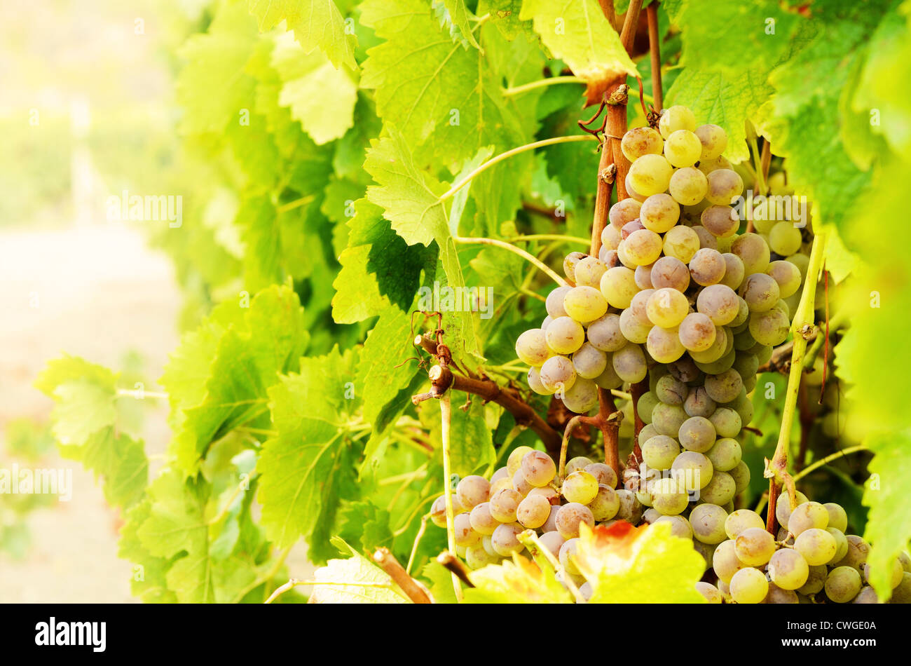 Tas de raisins Muscat vert sur l'heure du coucher du soleil à vigne Banque D'Images