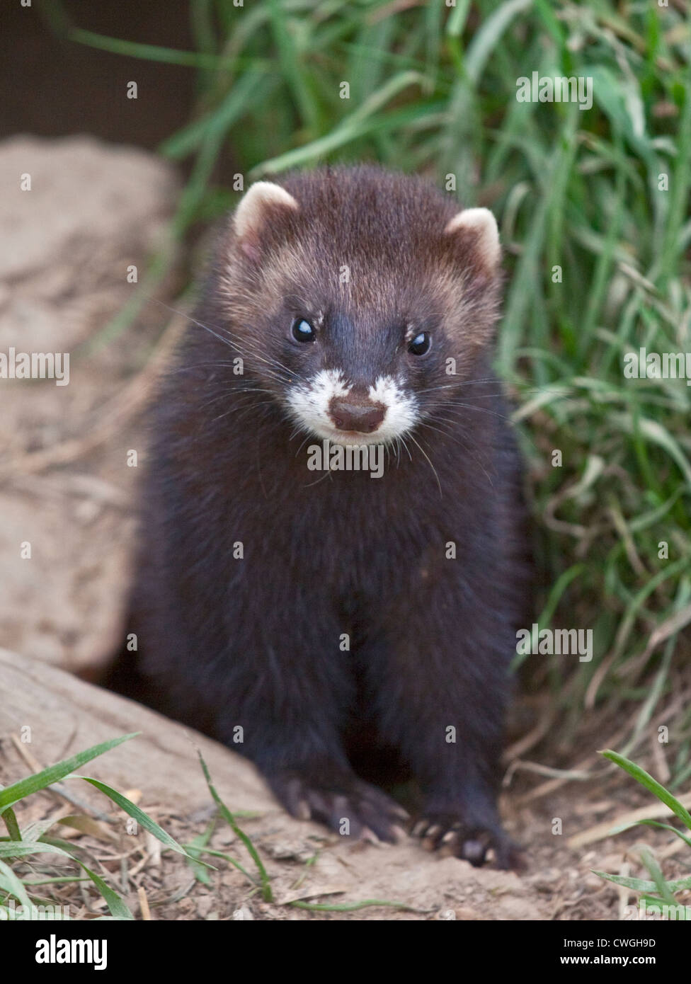 Le Putois d'Europe (Mustela putorius), Royaume-Uni Banque D'Images