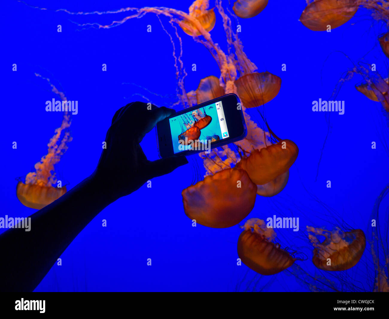 Hand holding Apple iPhone 4s de faible luminosité d'enregistrement libre de méduses flottant dans l'Aquarium de Monterey Bay California USA Banque D'Images