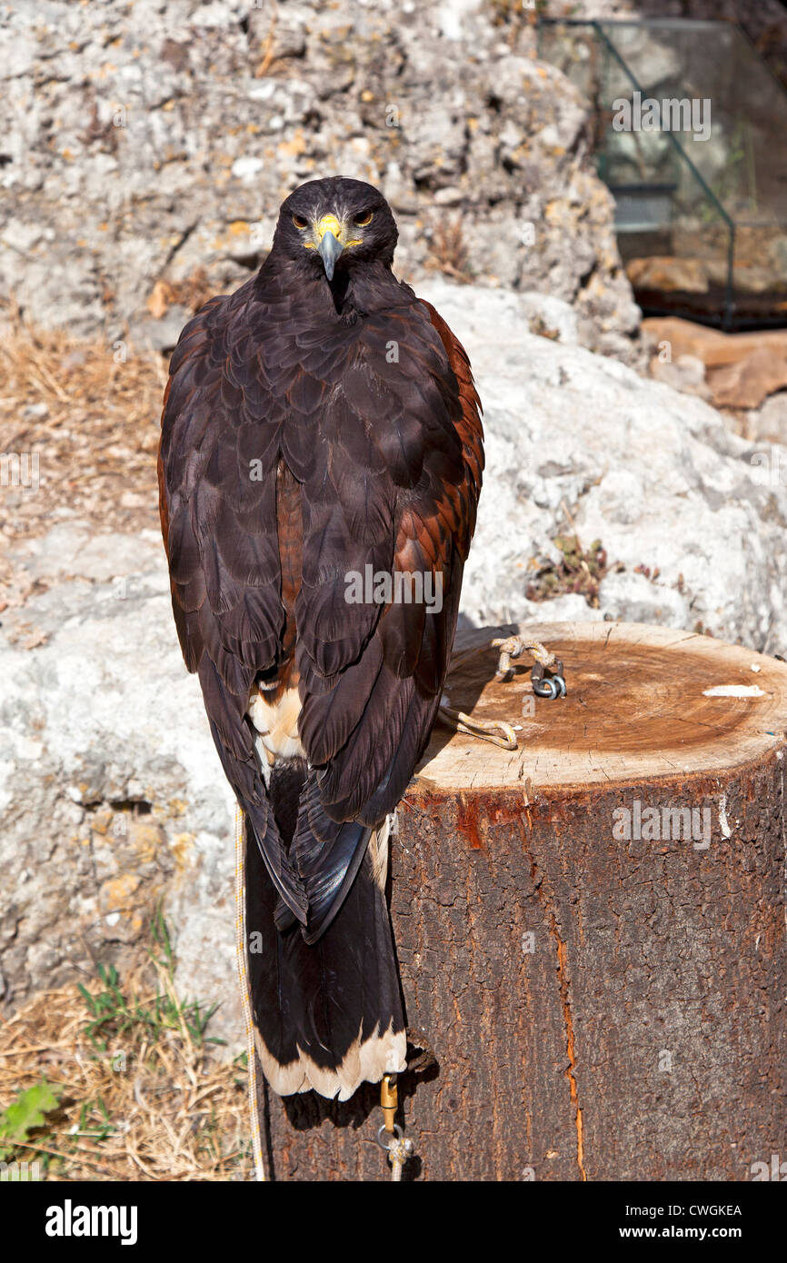 Eagle à un formateur de fauconnerie dans la Foire Médiévale à Óbidos, Portugal. Banque D'Images