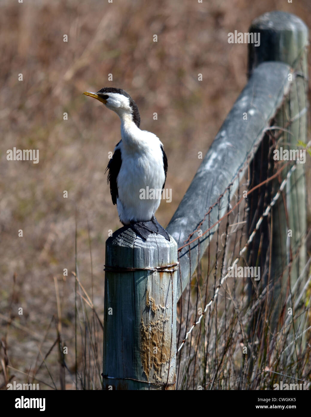 Grand cormoran, également connu sous le nom de Héron ou pied Shag, est un membre de la famille cormoran. Banque D'Images