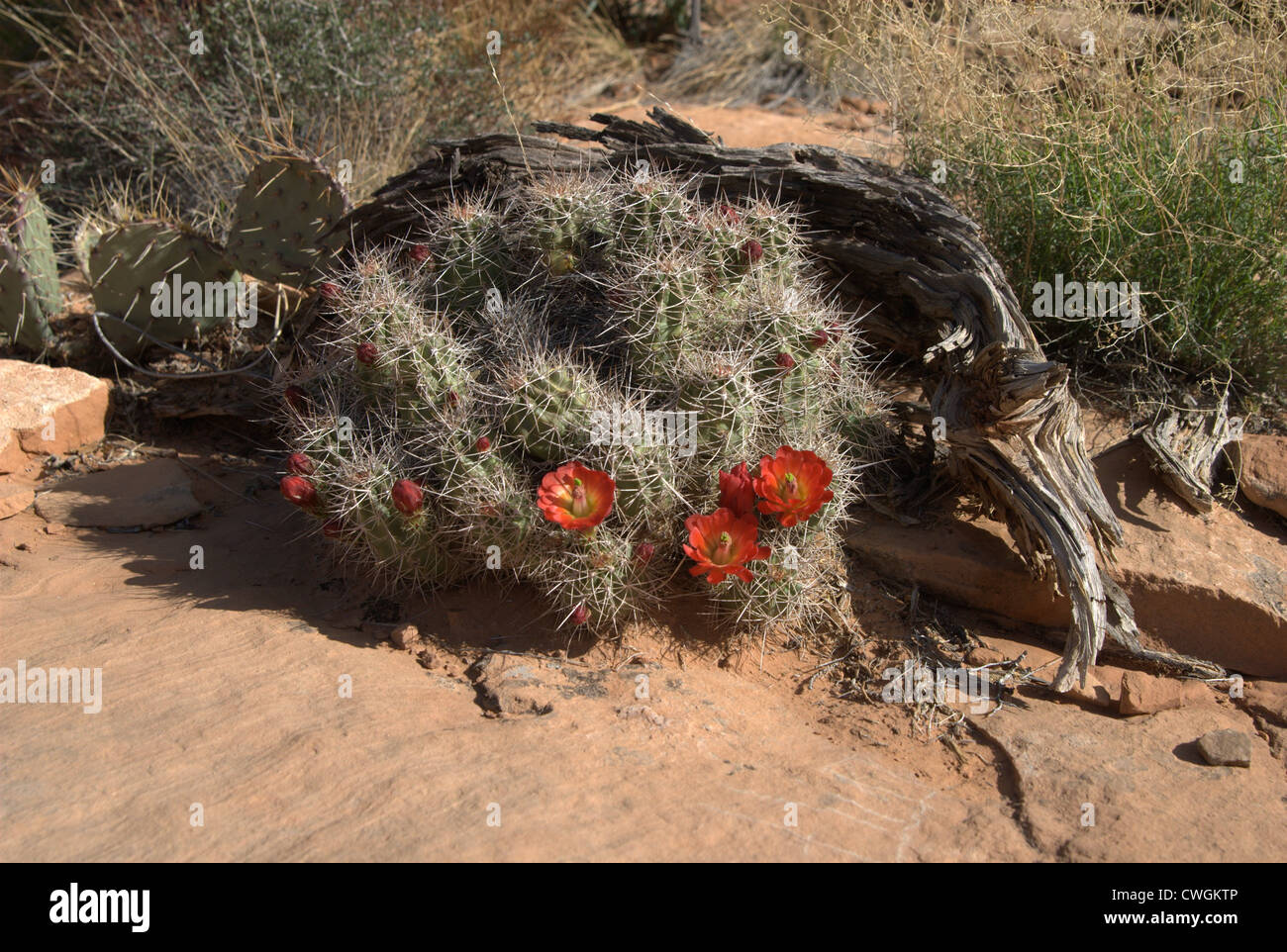Sur un cactus Fleur du désert entouré d'une branche Banque D'Images