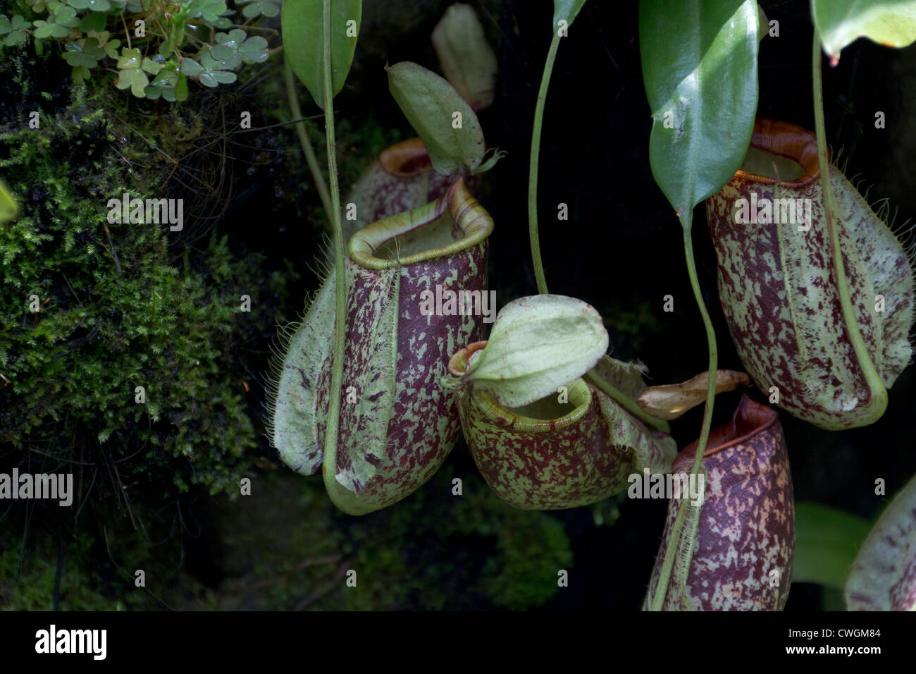 L'intérieur de la sarracénie Orchid Garden national à Singapour. C'est une plante qui reçoit ses nutriments par digérer les insectes. Banque D'Images