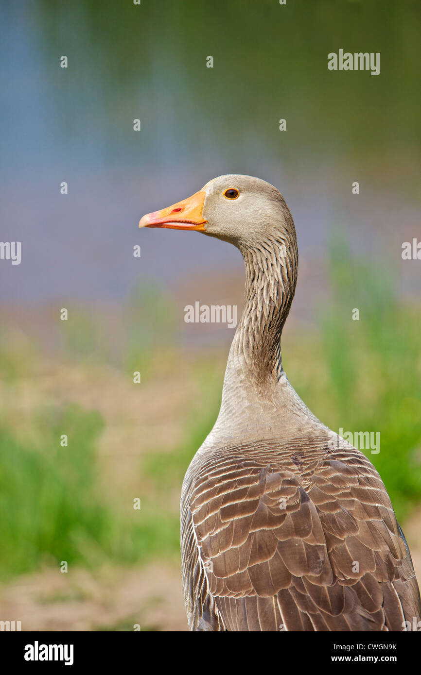 Oie cendrée (Anser anser) à la recherche sur le dos, sur un fond de roseaux et de l'eau. Banque D'Images