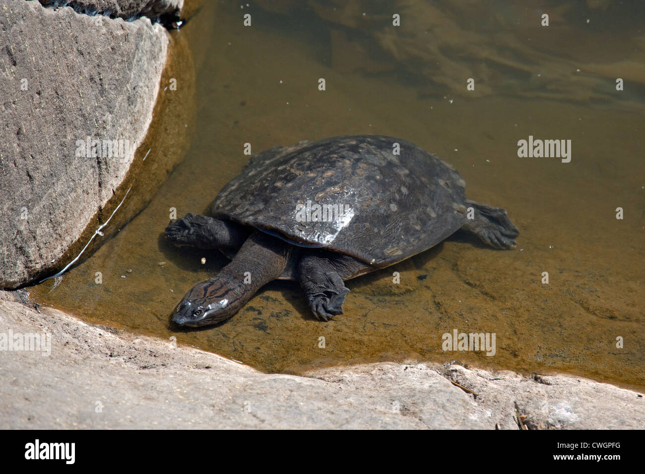 Flapshell indiennes (tortue Lissemys punctata) dans le parc national de Ranthambore, Sawai Madhopur, Rajasthan, Inde Banque D'Images