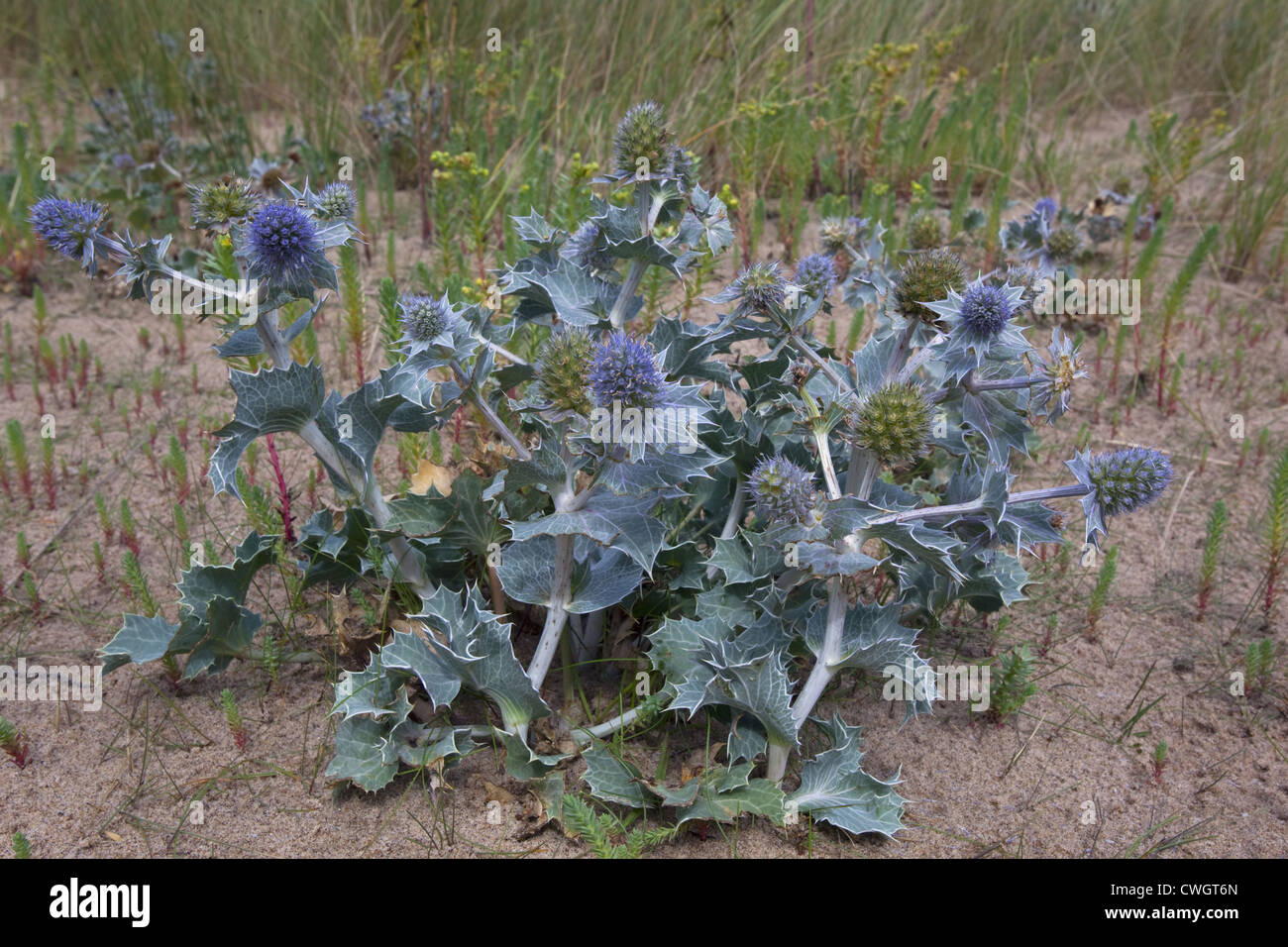 Holly Eryngium maritimum mer croissant dans les dunes côtières Banque D'Images