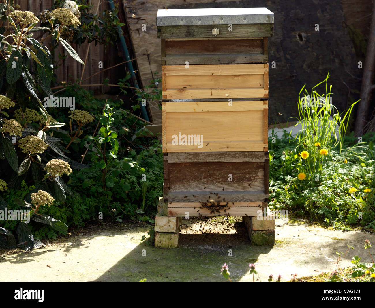 Les abeilles vont et viennent de ruche dans le jardin de l'Angleterre Banque D'Images