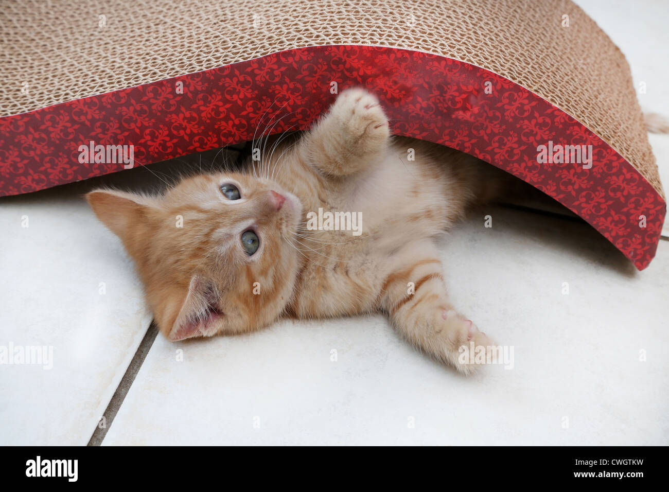 Ginger Kitten Playing avec Scratch n'Sformes un type de poteau de éraflure faite avec du papier recyclé Banque D'Images