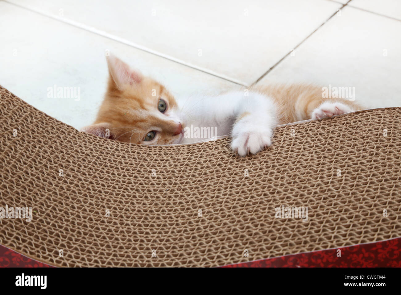 Le gingembre et Blanc chaton jouant avec Scratch n'Sformes un type de poteau de éraflure faite avec du papier recyclé Banque D'Images