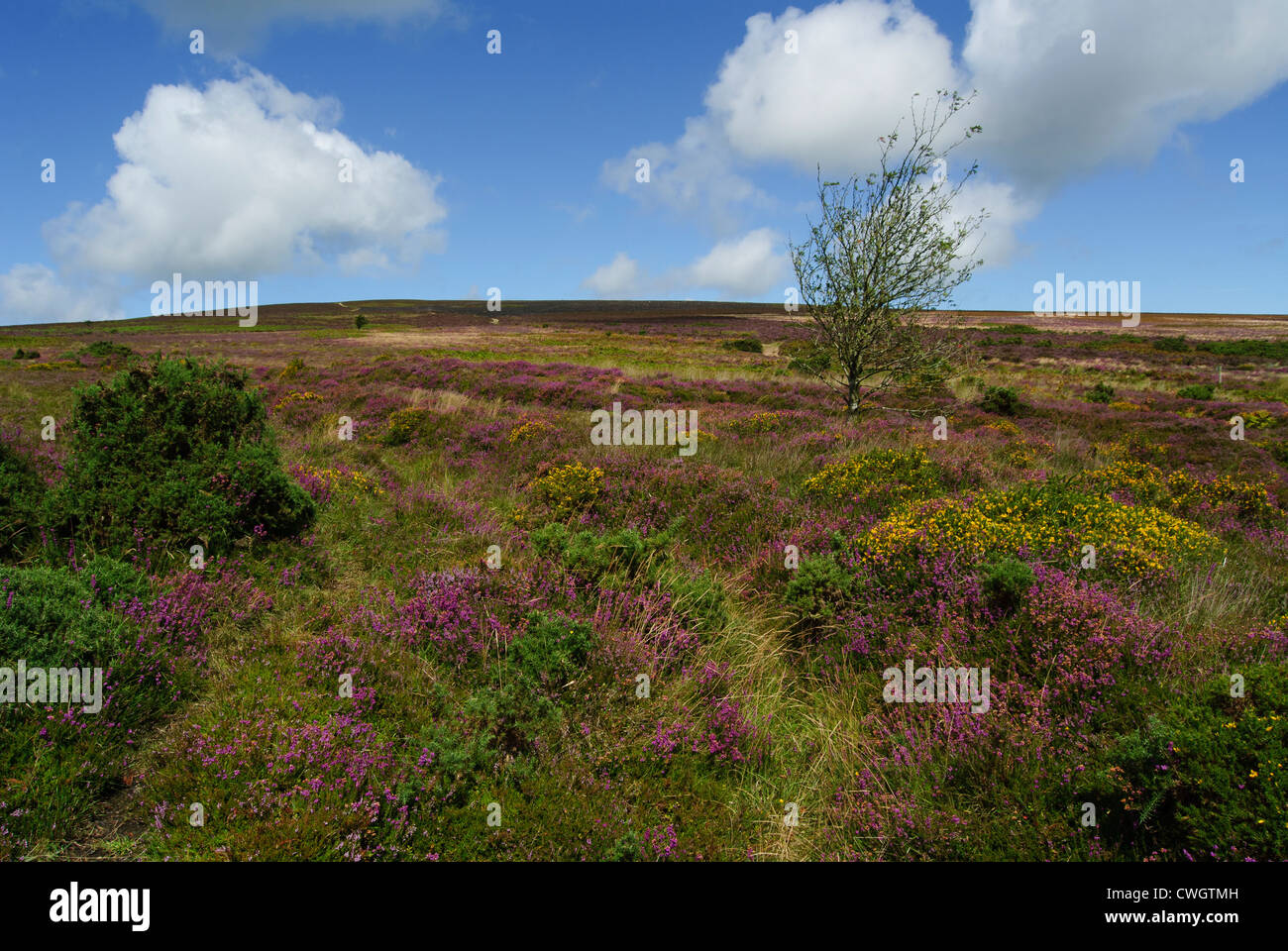 Dunkery Beacon, point le plus élevé du Parc National d'Exmoor de fleurs de bruyère Banque D'Images